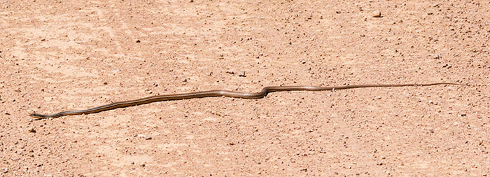 Sonoran Whipsnake Masticophis bilineatus