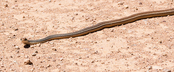 Sonoran Whipsnake Masticophis bilineatus