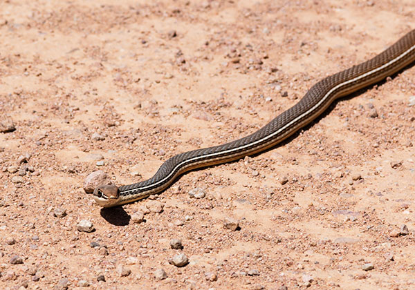 Sonoran Whipsnake Masticophis bilineatus