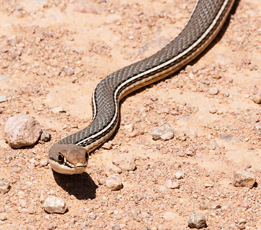 Sonoran Whipsnake Masticophis bilineatus