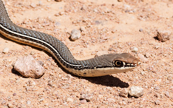 Sonoran Whipsnake Masticophis bilineatus