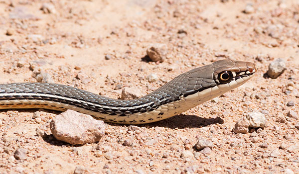 Sonoran Whipsnake Masticophis bilineatus