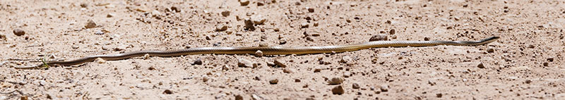 Sonoran Whipsnake Masticophis bilineatus