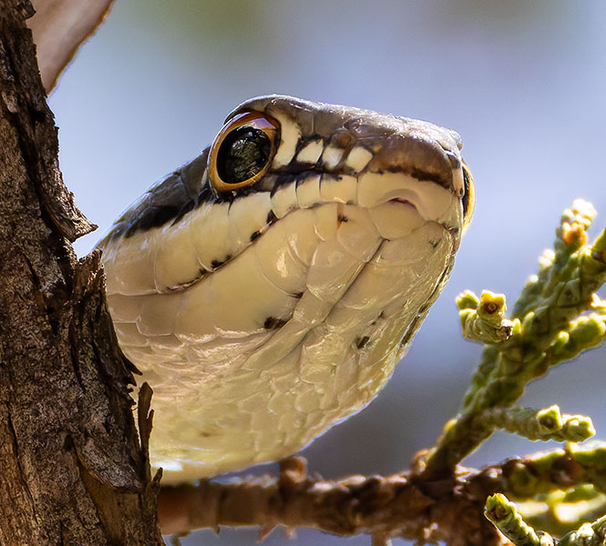 Sonoran Whipsnake Masticophis bilineatus