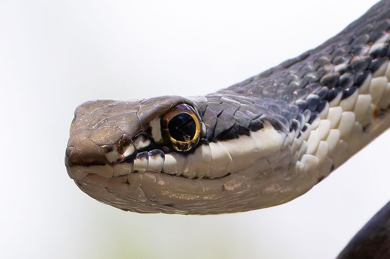 Sonoran Whipsnake Masticophis bilineatus