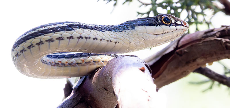 Sonoran Whipsnake Masticophis bilineatus