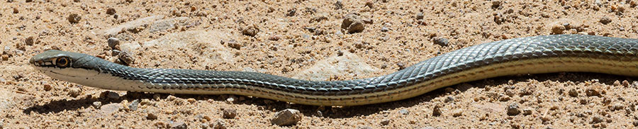 Sonoran Whipsnake Masticophis bilineatus