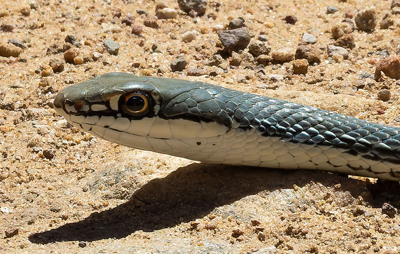 Sonoran Whipsnake Masticophis bilineatus