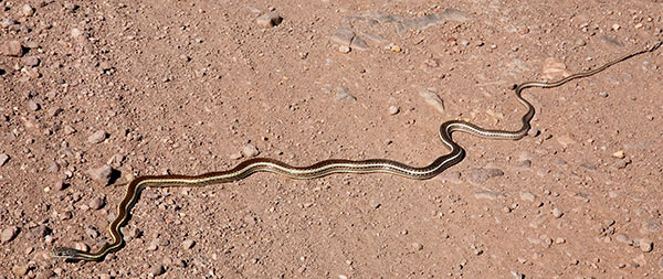 Striped Whipsnake Masticophis taeniatus