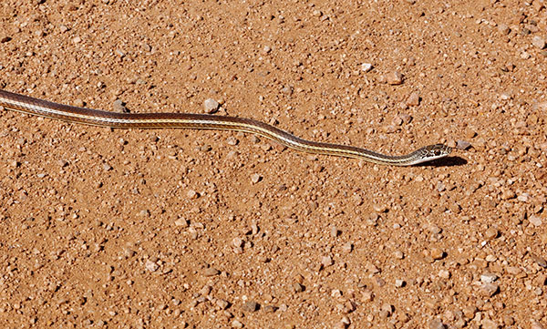 Striped Whipsnake Masticophis taeniatus
