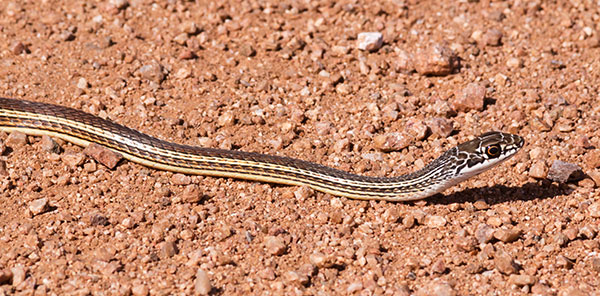Striped Whipsnake Masticophis taeniatus