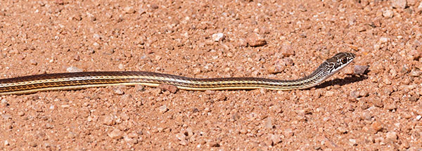 Striped Whipsnake Masticophis taeniatus