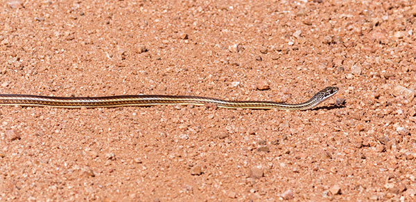 Striped Whipsnake Masticophis taeniatus