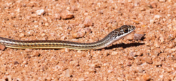 Striped Whipsnake Masticophis taeniatus