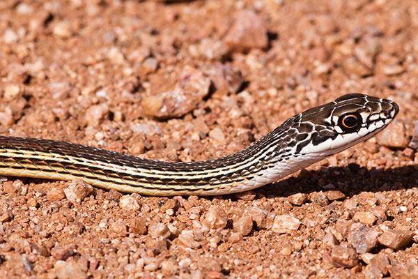 Striped Whipsnake Masticophis taeniatus
