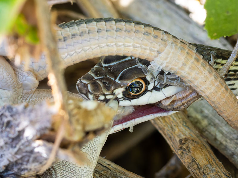 Striped Whipsnake Masticophis taeniatus