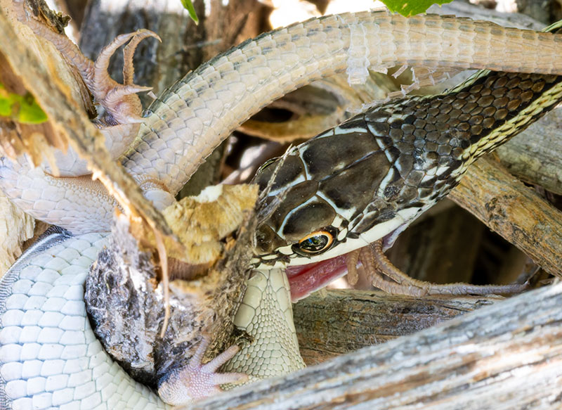 Striped Whipsnake Masticophis taeniatus
