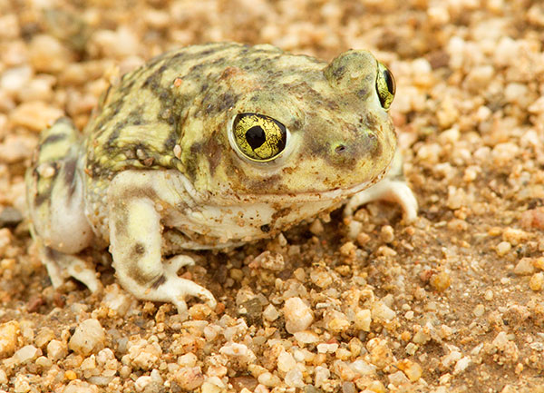 Couch's Spadefoot Scaphiopus couchii 