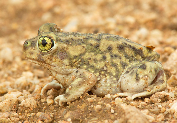 Couch's Spadefoot Scaphiopus couchii 
