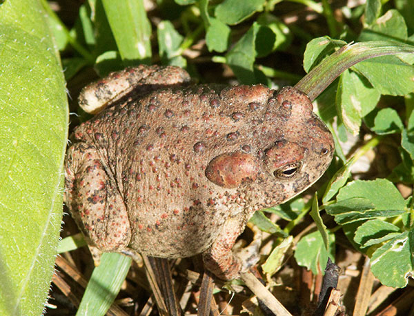 Arizona Toad Bufo microscaphus 