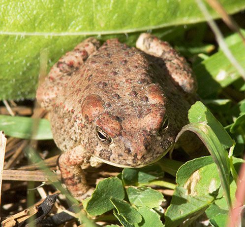 Arizona Toad Bufo microscaphus 