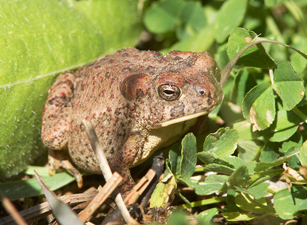 Arizona Toad Bufo microscaphus 