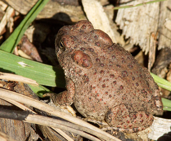 Arizona Toad Bufo microscaphus 