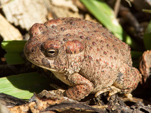 Arizona Toad Bufo microscaphus 