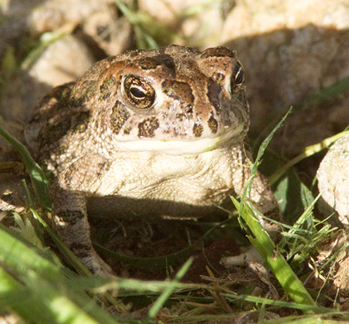 Great Plains Toad Bufo cognatus 