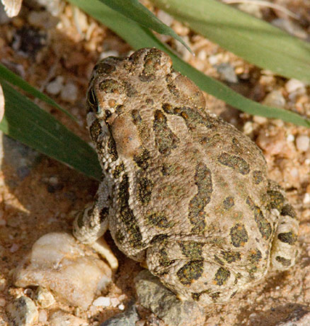 Great Plains Toad Bufo cognatus 