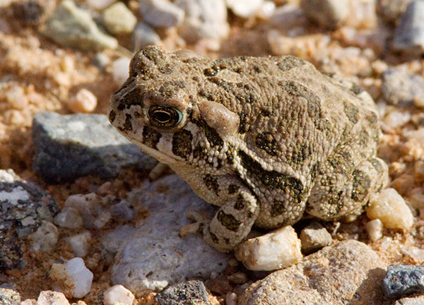 Great Plains Toad Bufo cognatus 