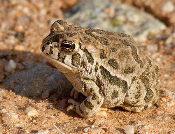 Great Plains Toad Bufo cognatus 