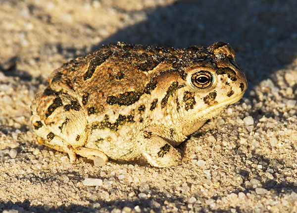 Great Plains Toad Bufo cognatus 