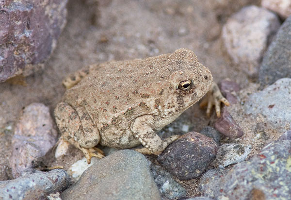 Red-spotted Toad Bufo punctatus 