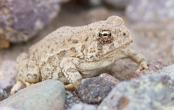 Red-spotted Toad Bufo punctatus 