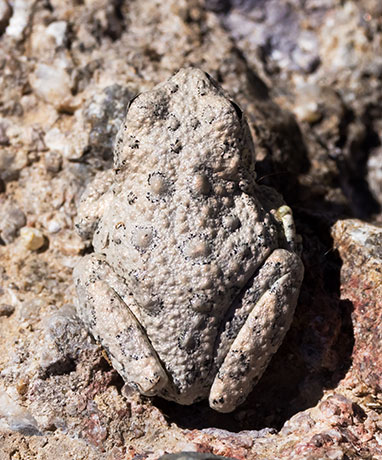 Canyon Treefrog Hyla arenicolor  