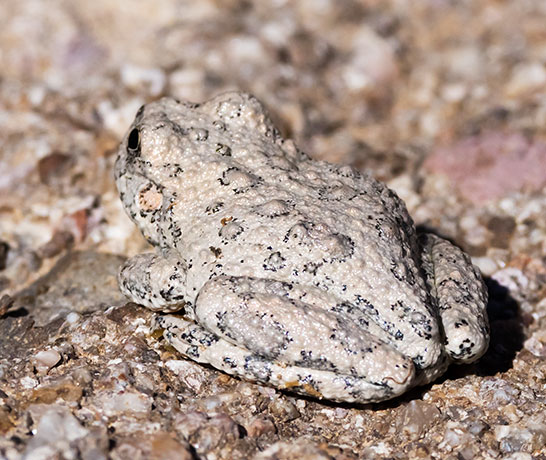 Canyon Treefrog Hyla arenicolor  