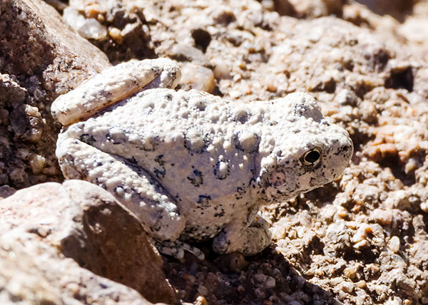 Canyon Treefrog Hyla arenicolor  