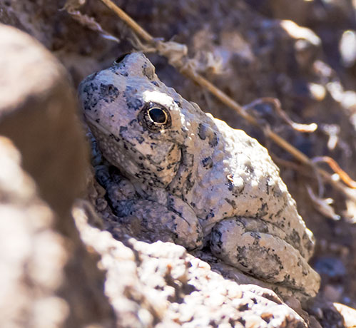 Canyon Treefrog Hyla arenicolor  