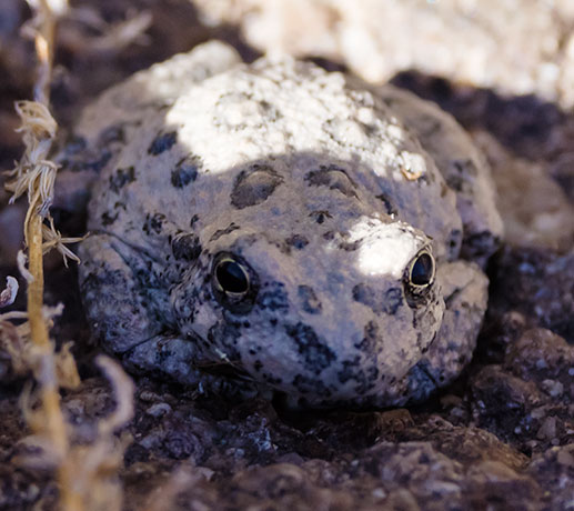 Canyon Treefrog Hyla arenicolor  