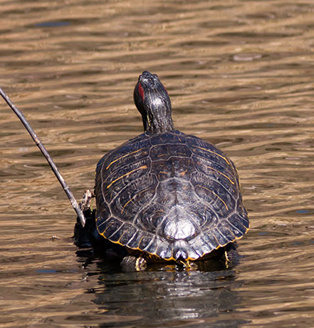 Pond Slider Trachemys scripta 