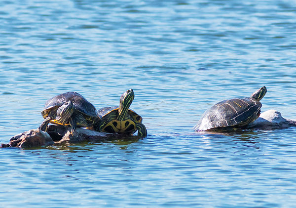 Pond Slider Trachemys scripta 