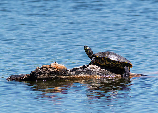 Pond Slider Trachemys scripta 