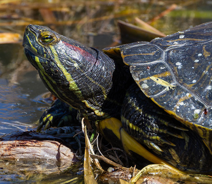 Pond Slider Trachemys scripta 