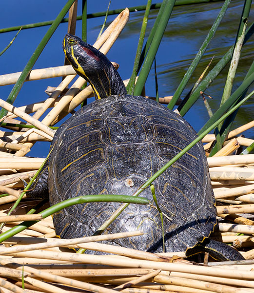 Pond Slider Trachemys scripta 
