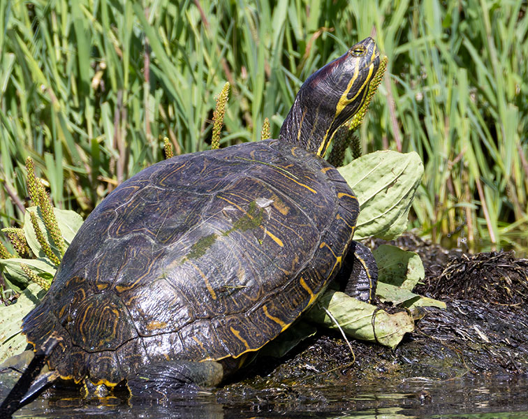 Pond Slider Trachemys scripta 