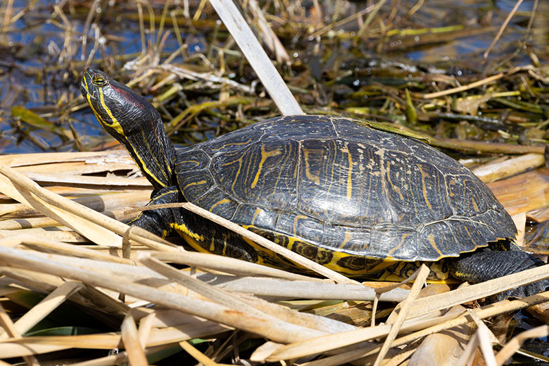 Pond Slider Trachemys scripta 