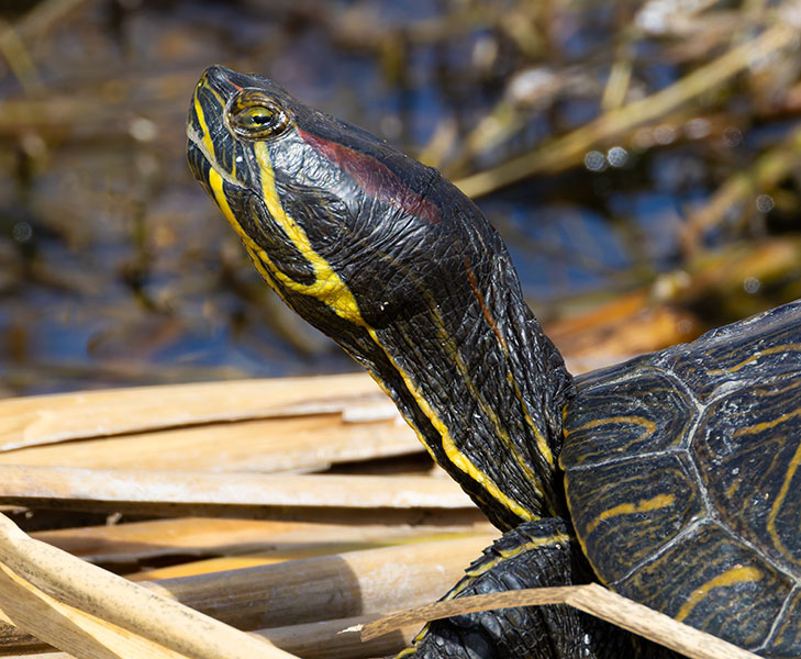 Pond Slider Trachemys scripta 
