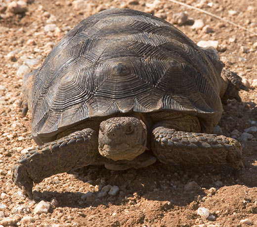 Desert Tortoise Gopherus agassizii