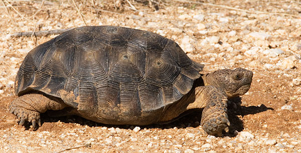 Desert Tortoise Gopherus agassizii